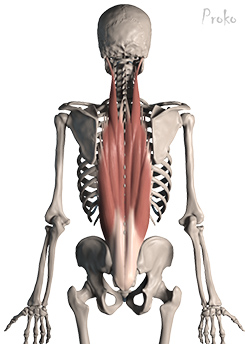 lower back muscles