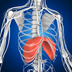 Respiratory diaphragm